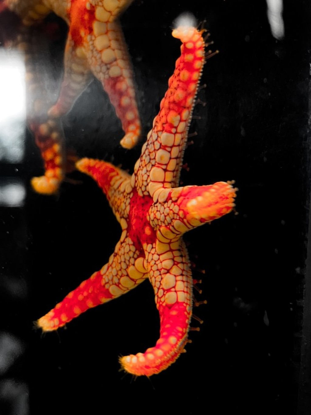 珠鏈單鰓海星 Fromia monilis